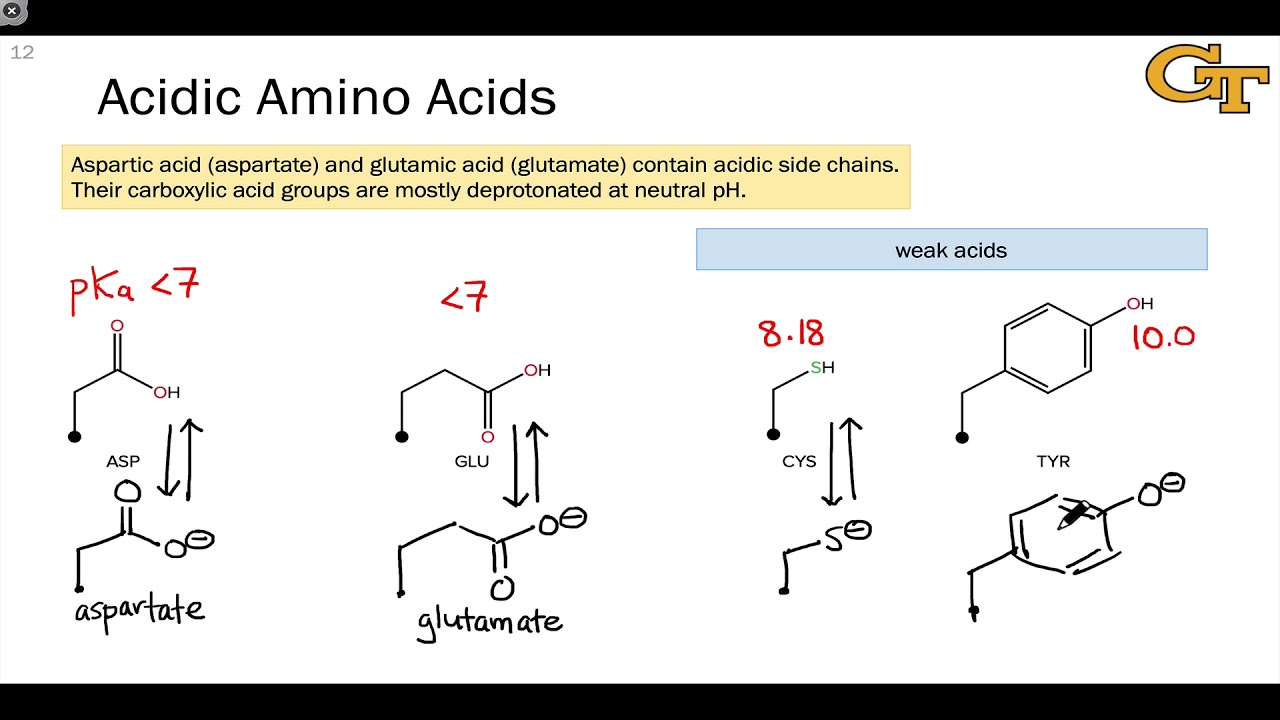 Acidic Amino Acids List