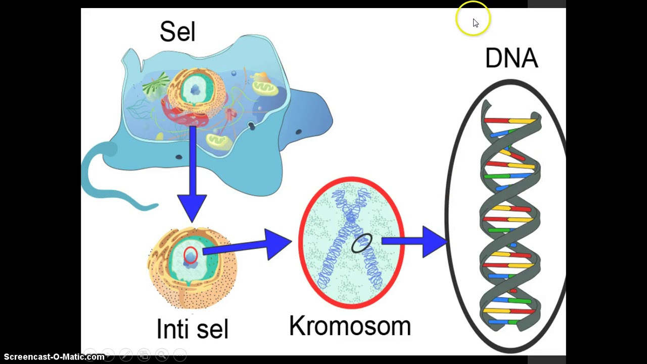 Apa Itu Gen Kromosom Dan Dna Bagaimana Cara Kerjanya | The Best Porn ...