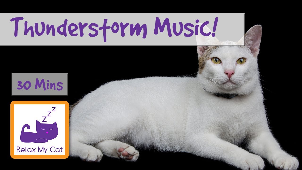 Music To Relax Cats And Kittens Who Are Scared Of Thunderstorms!  Thunderstorm Music! - Youtube