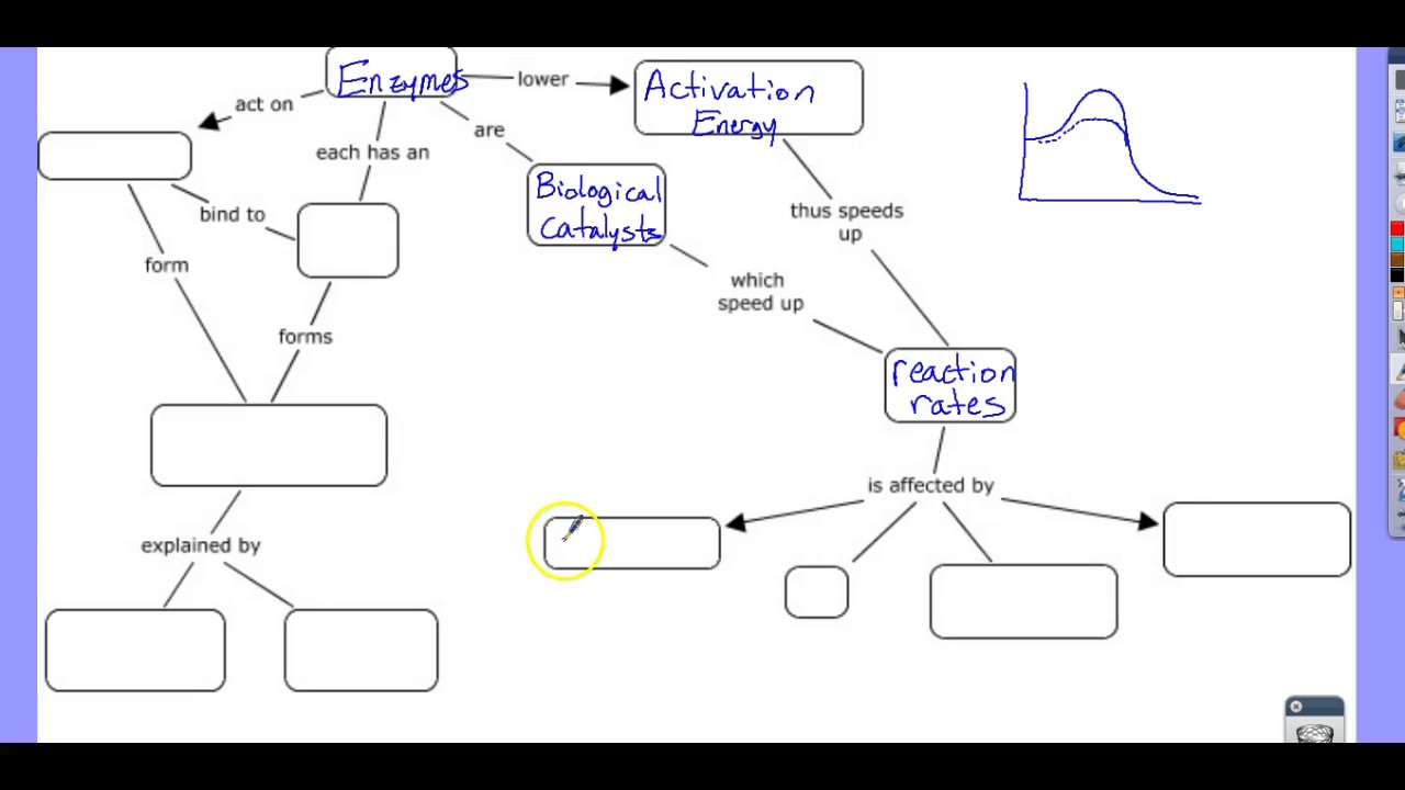 Enzyme Concept Map - YouTube