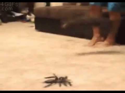 Cat Scared By Giant Spider - Gato Assustado Por Aranha - Youtube