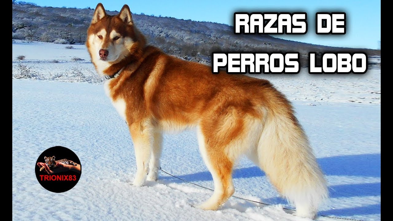 PERRO LOBO GIGANTE – PERROS LOBOS GIGANTES - El perro lobo mas grande del  mundo - YouTube