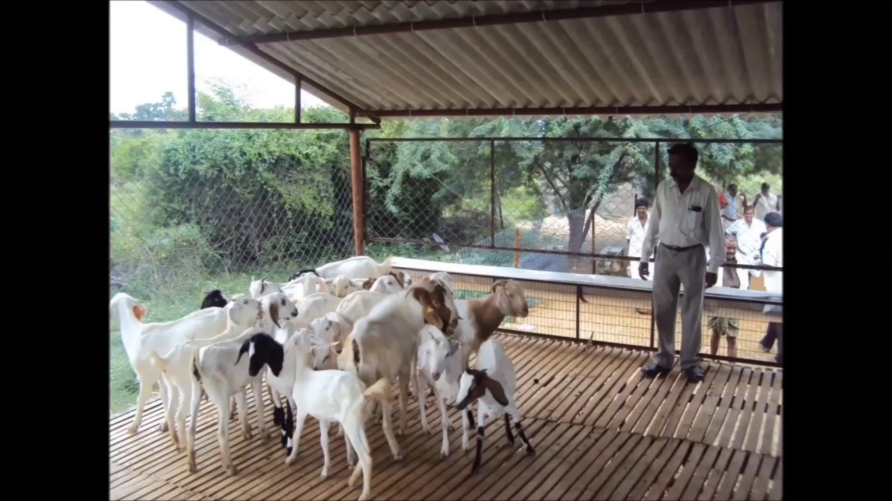 BROILER SHEEP AND GOAT SHED INDIA YouTube