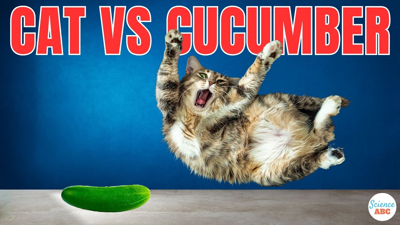 Cats And Cucumbers: Why Are Cats Afraid Of Cucumbers?