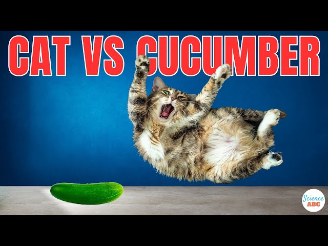 Cats And Cucumbers: Why Are Cats Afraid Of Cucumbers?