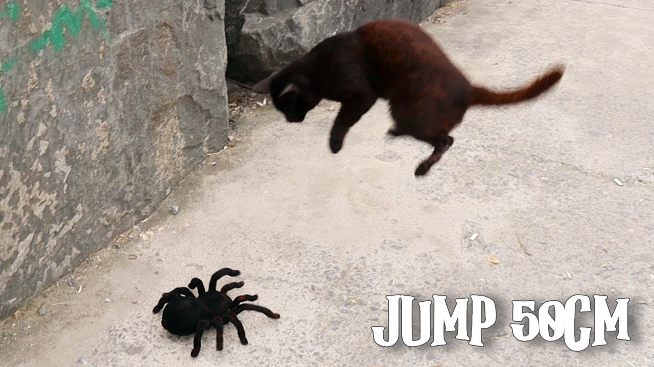 Remote Controlled Spider Prank Just For Laughs – Scares Cats - Youtube