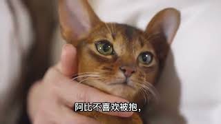 全球智商最高的品种猫阿比西尼亚猫你适合养吗