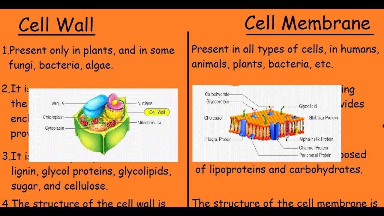 Plant Cell Membrane Composition : Cmb Chapter 4 Cell Membrane Chemical ...