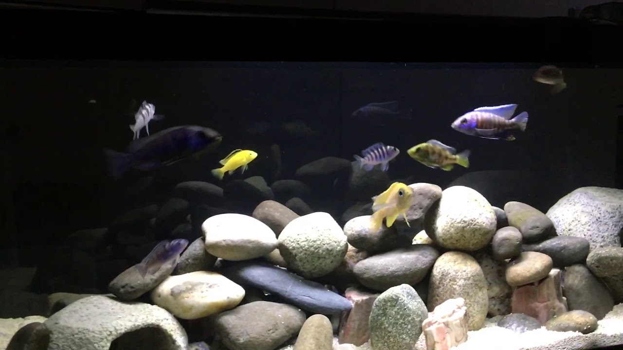 Feeding mixed African Cichlids in 20 gallon tank - YouTube