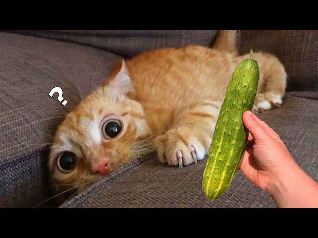 Cucumbers Scare The Life Out Of Cats 😮 - Youtube