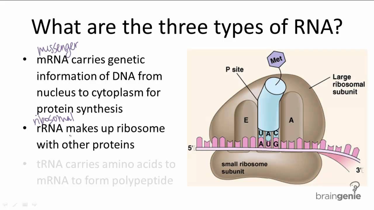 Rna Structure And Function