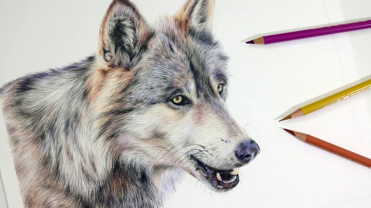 Top 71+ realistic wolf drawing super hot - nhadathoangha.vn