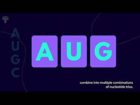 Stowers Scientists explain codons and genetic codes. New research reveals the dengue virus genome uses less efficient codons, or “vocabulary,” to make its own proteins using the host’s machinery to replicate, and spread. A codon is a sequence of three nucleotides, or “words” in the genetic code that help make proteins. The researchers found that hundreds of other viruses also use “words” in their genetic code that are less efficient in their mosquito and human hosts.