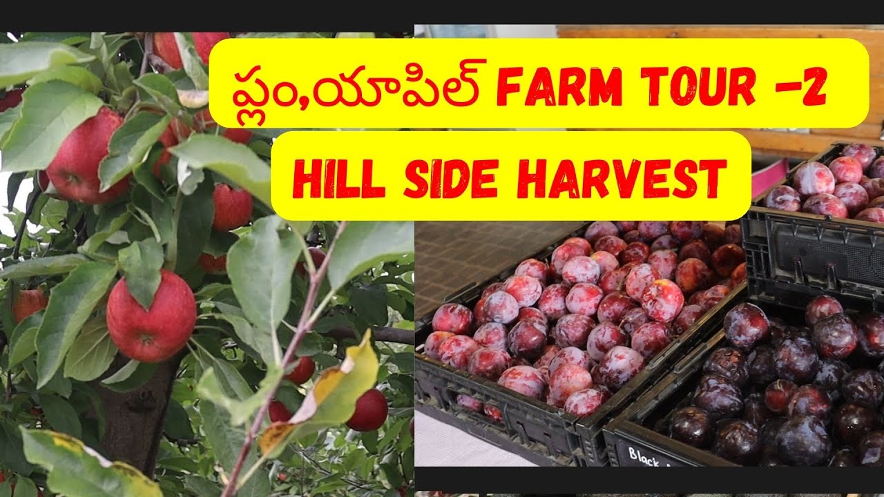 Apples & Plum farm tour at Hillside Harvest in Australia - Part 2 - YouTube