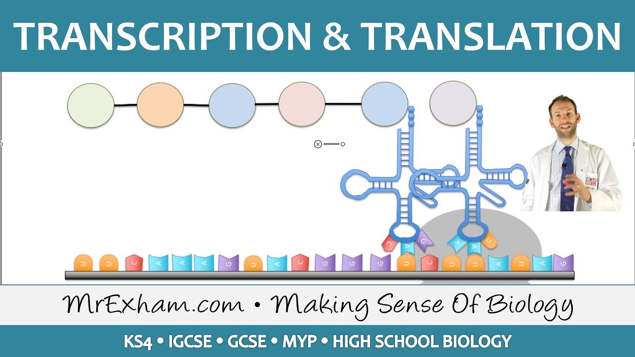 Transcription And Translation Biology