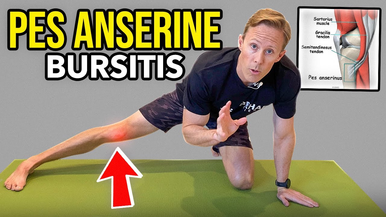 Pes Anserine Bursitis Anatomy Massage Exercise And Stretches Plan | My ...