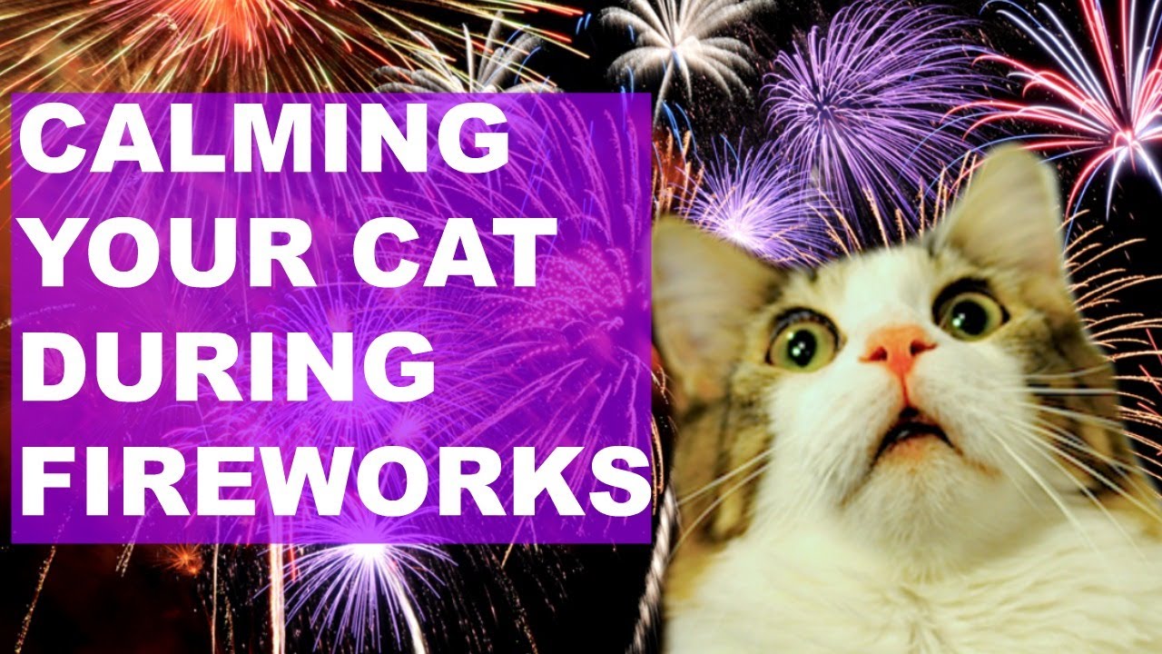 Keeping Cats Calm | Fireworks And Storms - Youtube