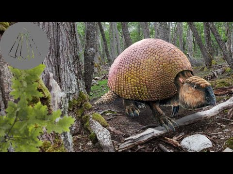 Evolution of Armadillos