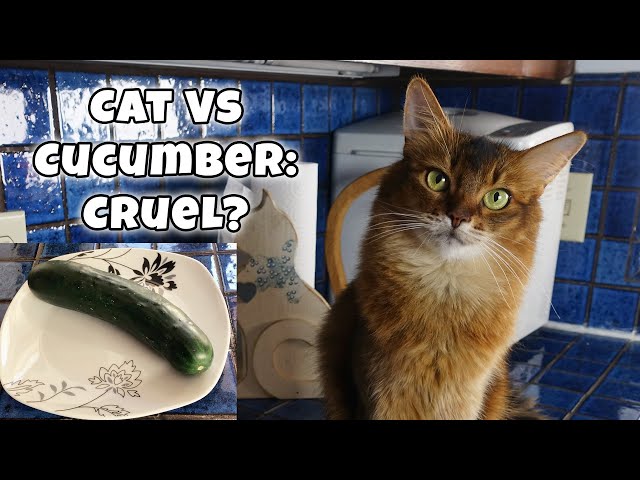 Cats And Cucumbers - Cruel Meme? Summer'S Not Afraid - Youtube