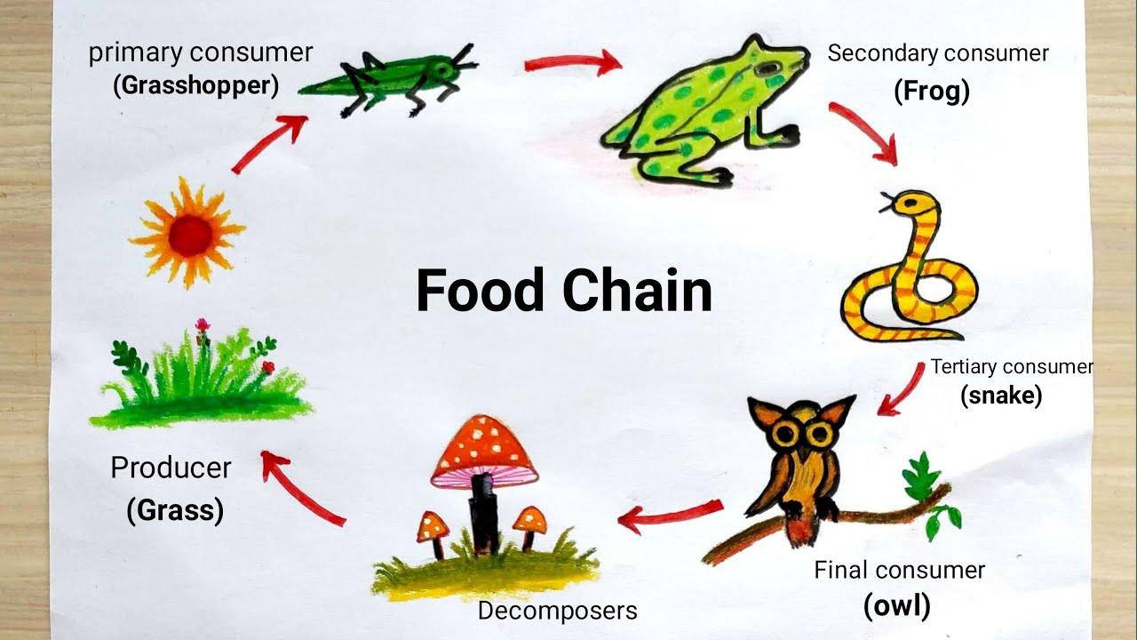 [DIAGRAM] Tropical Food Chain Diagram - MYDIAGRAM.ONLINE