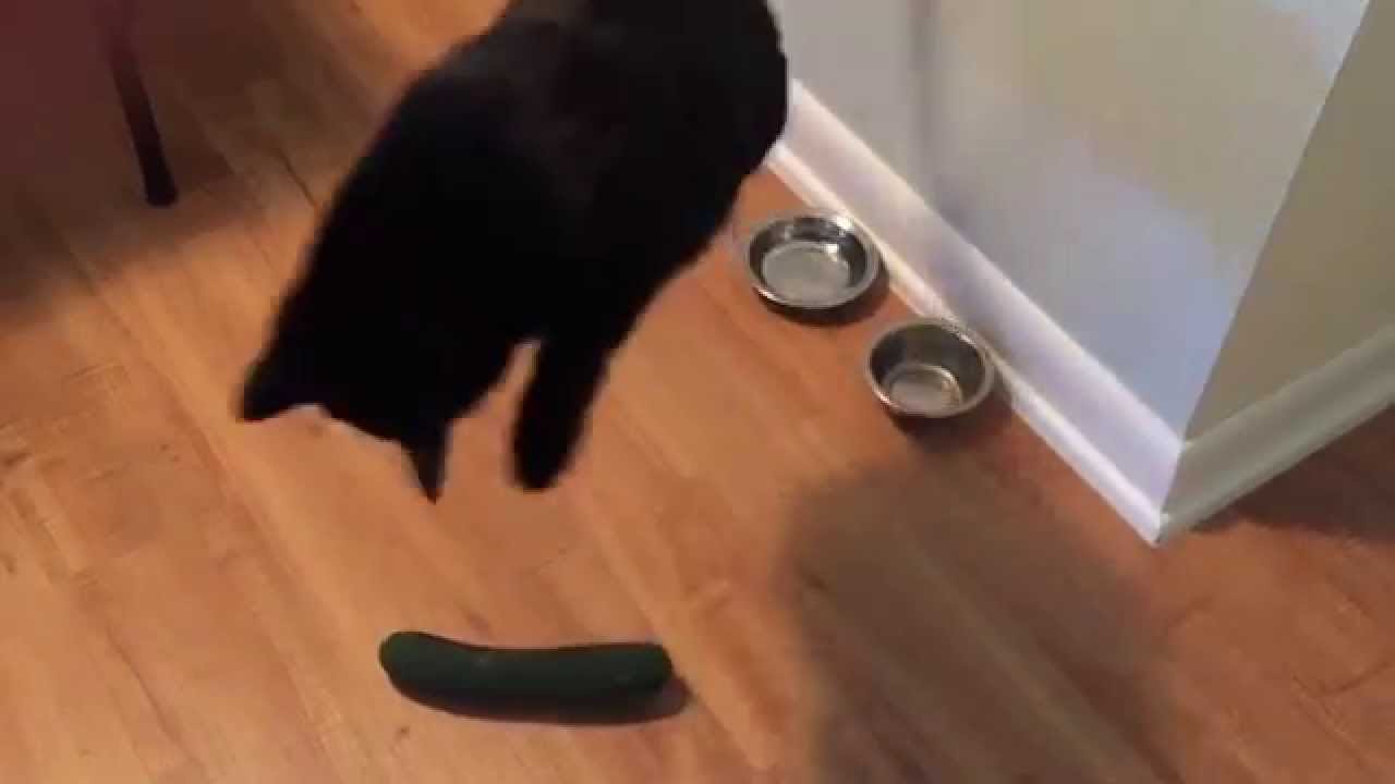 Cats Scared By Cucumbers Compilation - Youtube