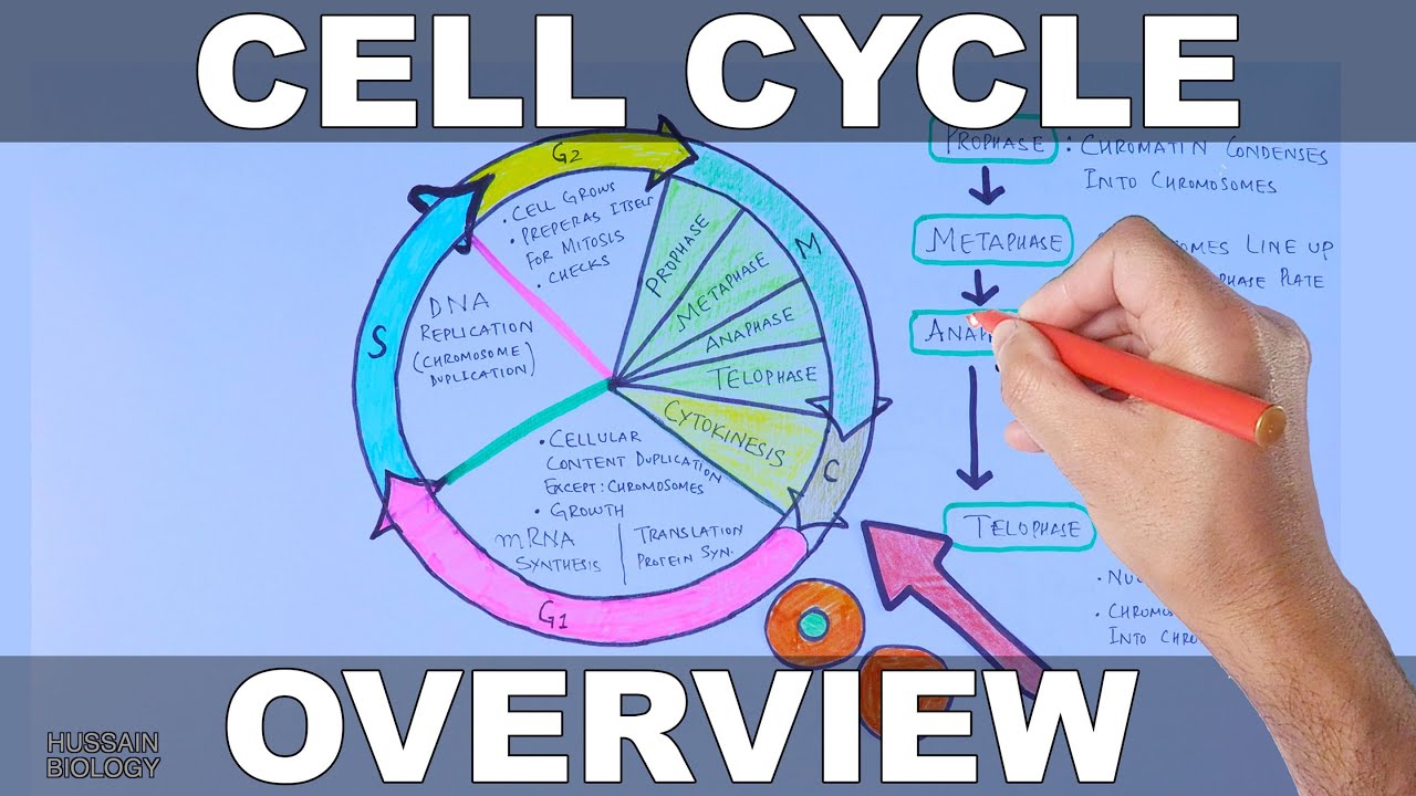 Cell Cycle Phases