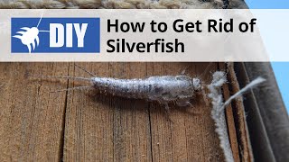 How to Get Rid of Silverfish