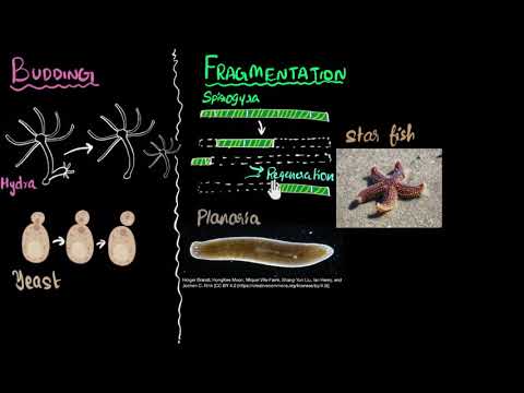 Budding, spores, fragmentation & regeneration | How do organisms reproduce | Biology | Khan Academy