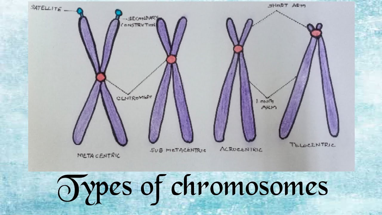 How to draw TYPES OF CHROMOSOMES easily Class 11 Biology YouTube