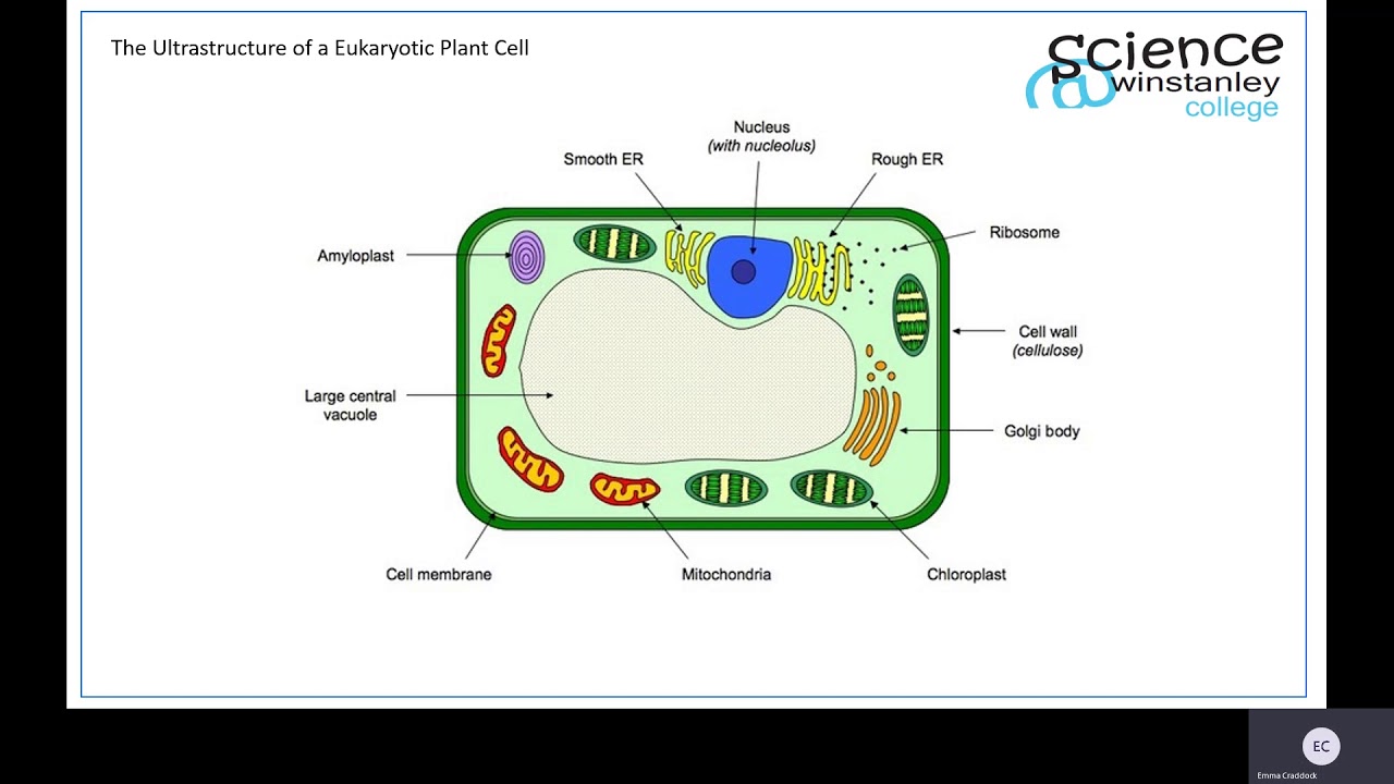 Eukaryotic Cell Wall Structure