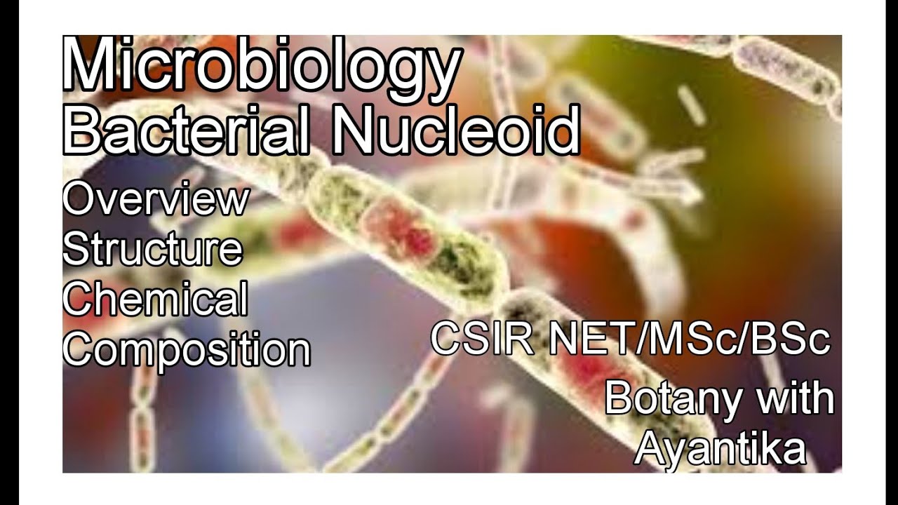 Bacterial Nucleoid - YouTube