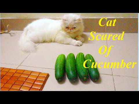 Cats Vs. Cucumbers | Know Your Meme