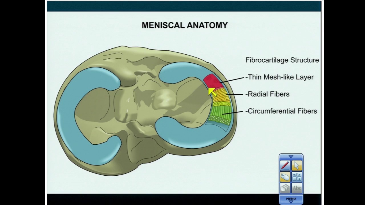 Aburrido borde ozono anatomia meniscal Aplicable Descenso repentino Prefijo