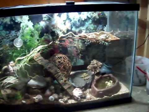 150 Gallon Hermit Crab Tank - YouTube