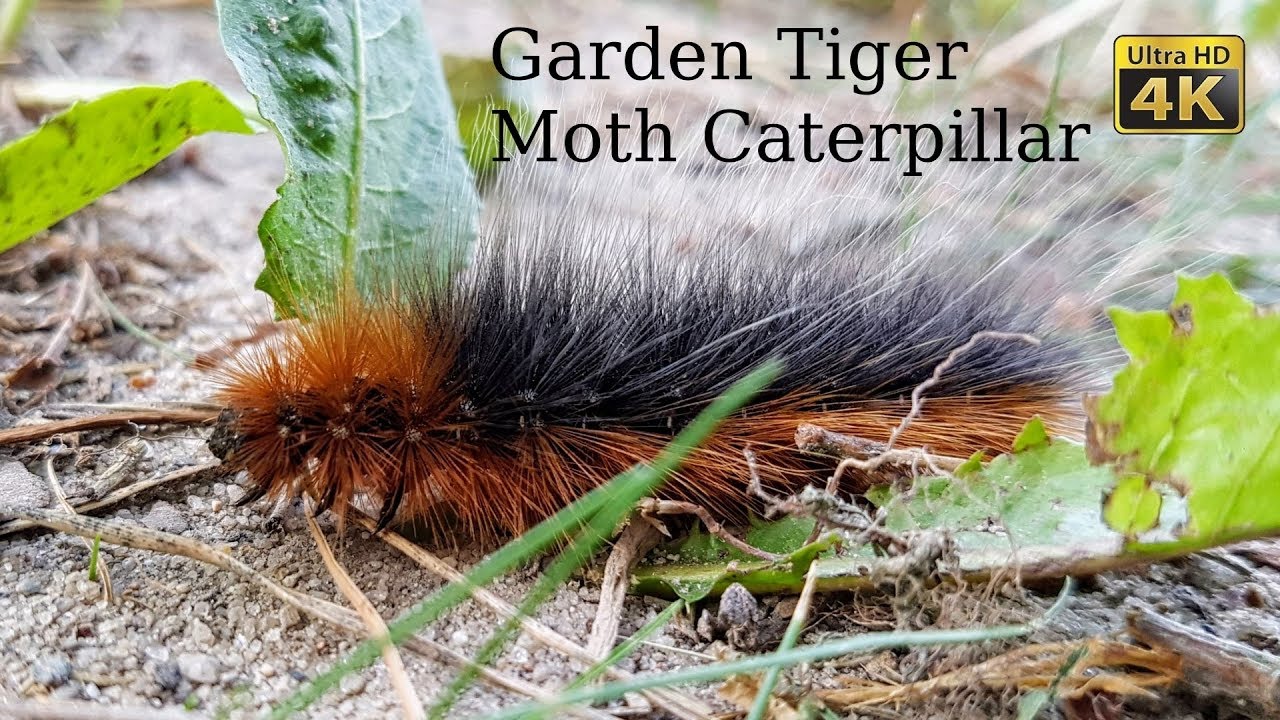 Garden Tiger Moth Life Cycle | Garden