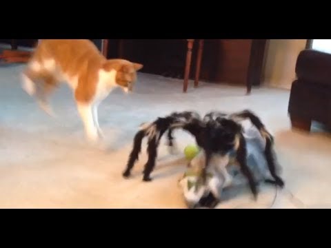 Jumping Spider Vs Cat! Freakout! - Youtube