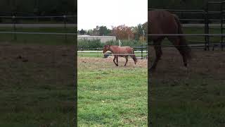 Horse Taking His Toy For A Walk