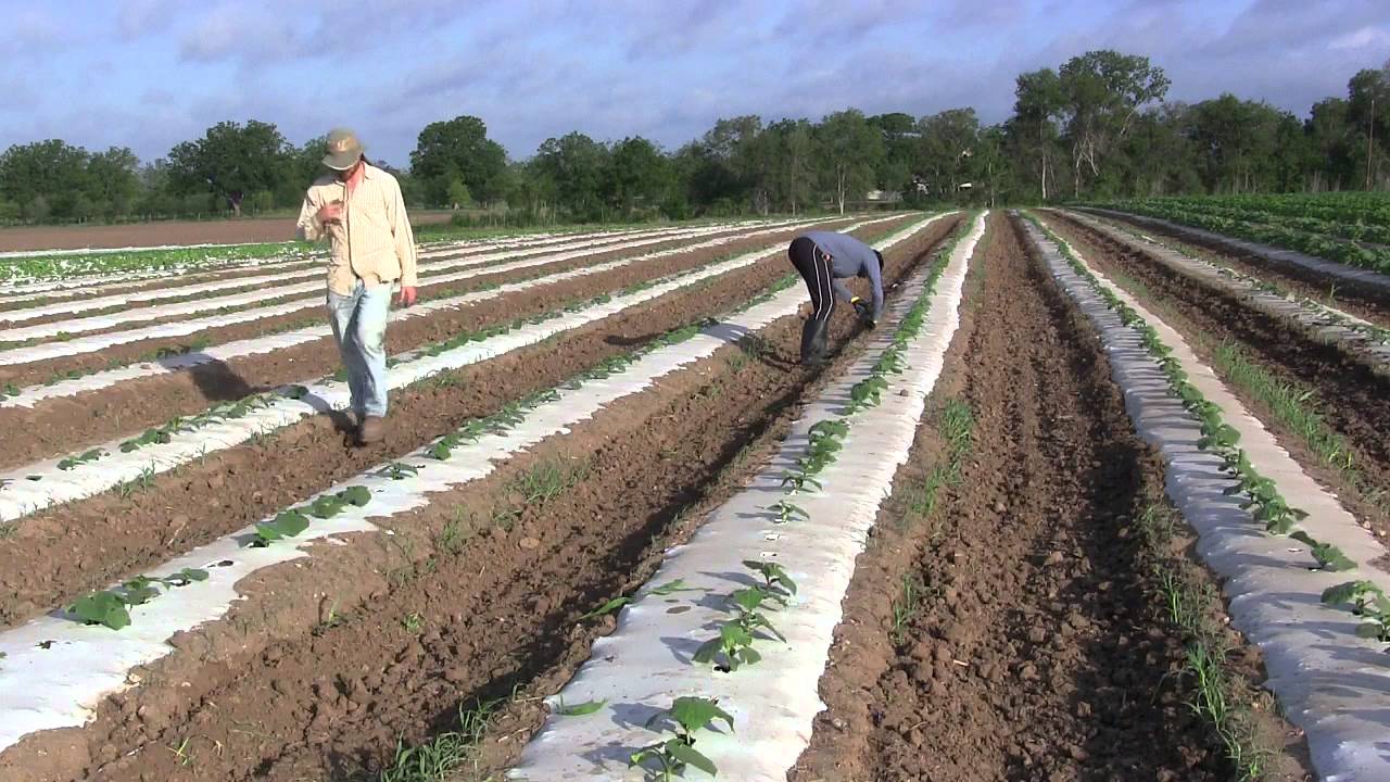 Johnsons Backyard Garden Workshare Program YouTube