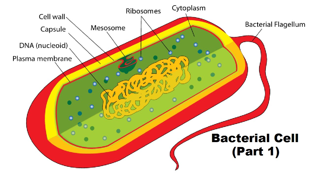 general structure of bacteria cell wall