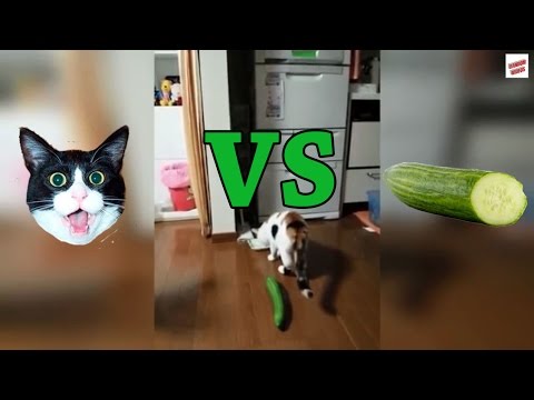 Cats Vs Cucumbers Compilation - Youtube