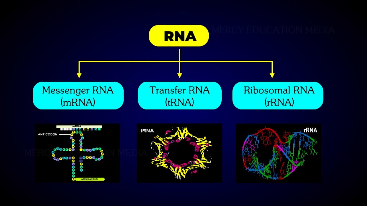 Types of rna - sworldpag