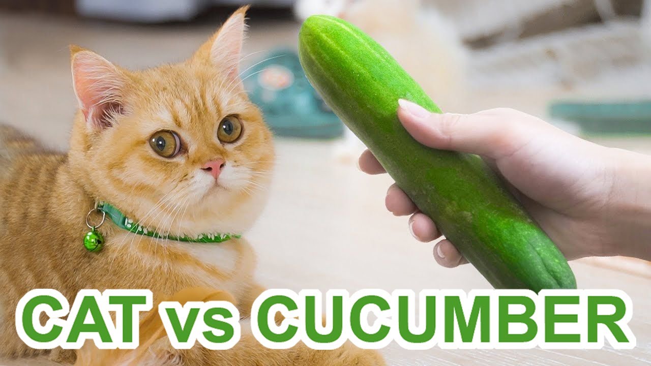 Cat Vs Cucumber 2020 - Cat Scared Of Cucumber Videos | Cats Vs Cucumbers,  Cats Scared Of Cucumbers, Funny Cat Videos