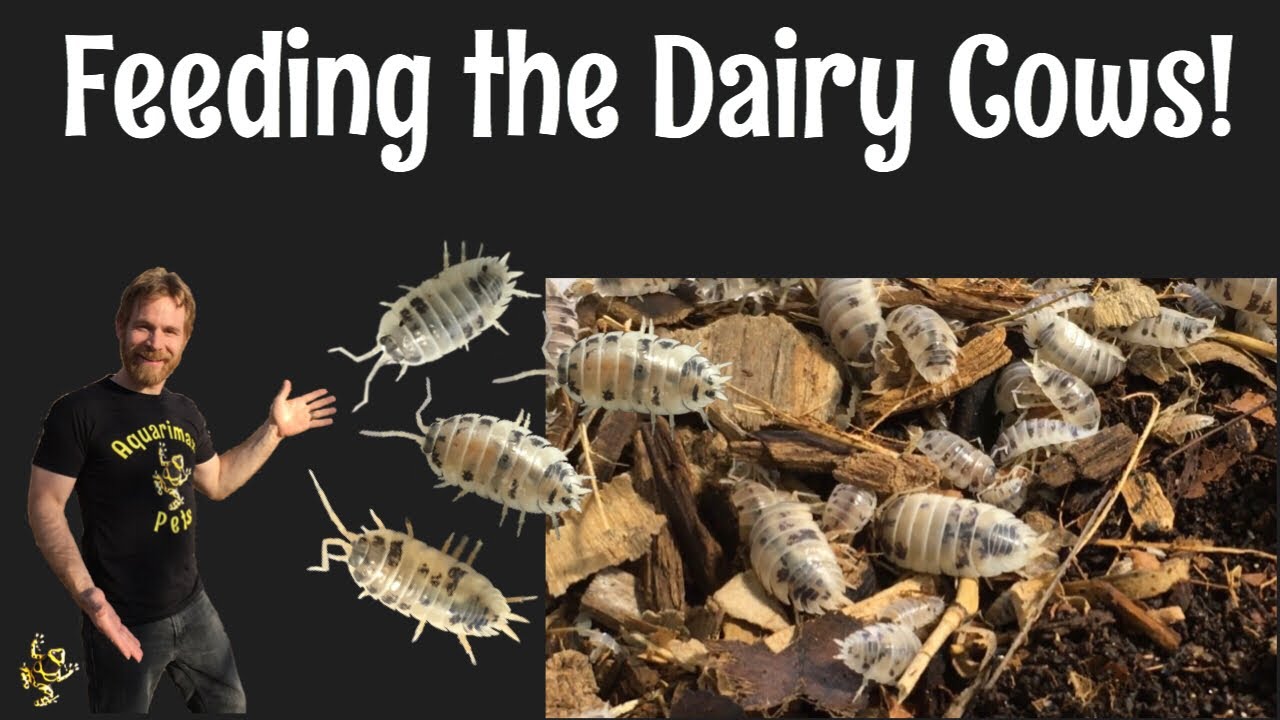 Porcellio Laevis Dairy Cow Feeding Youtube