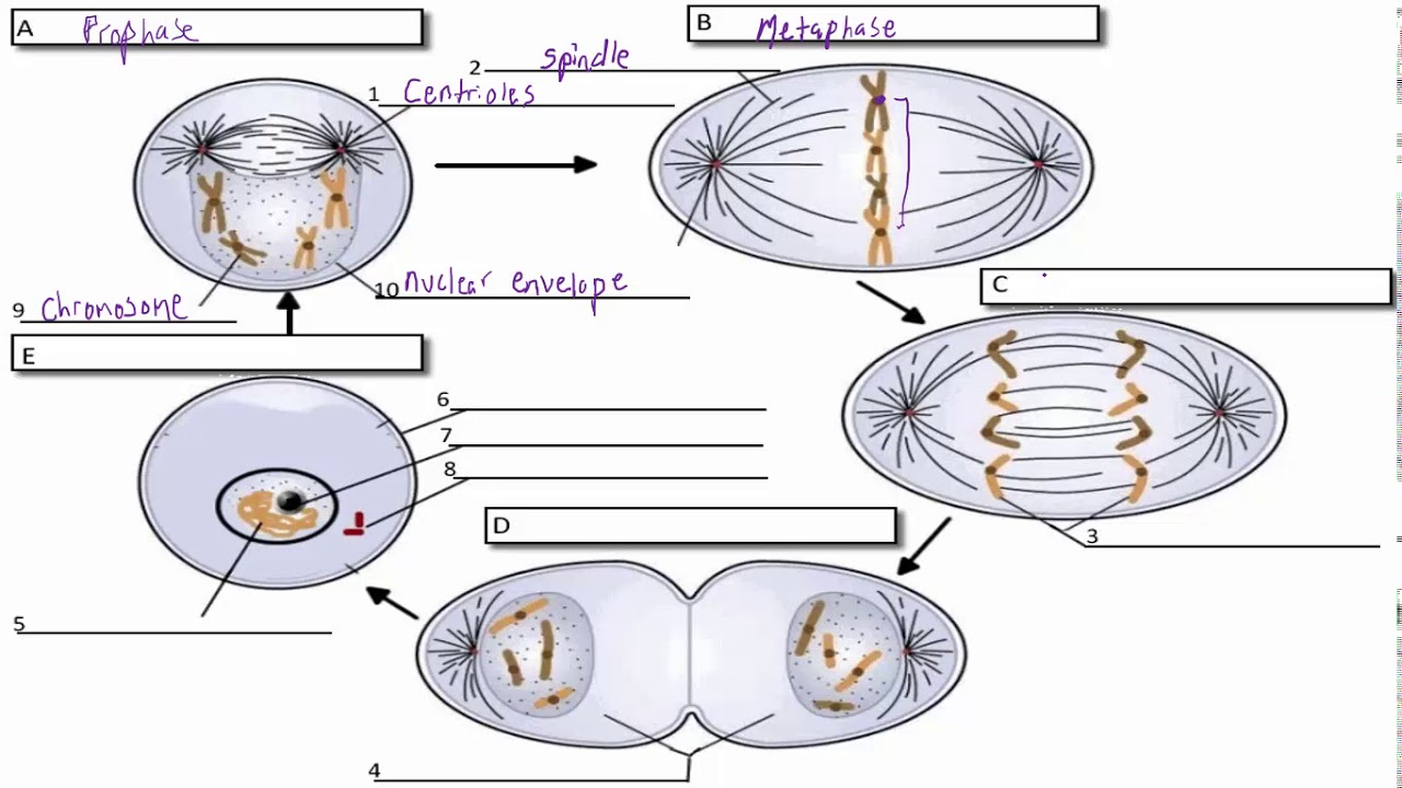 Cell Cycle Phases