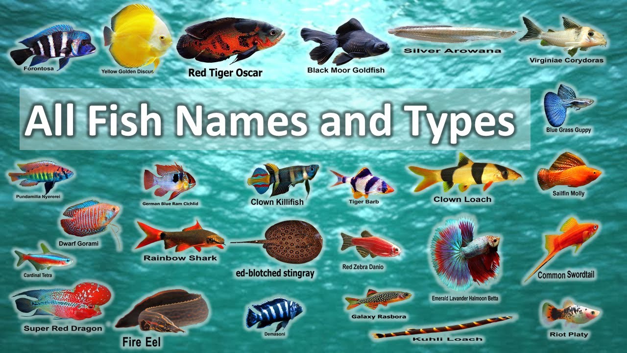 Types Of Fishes