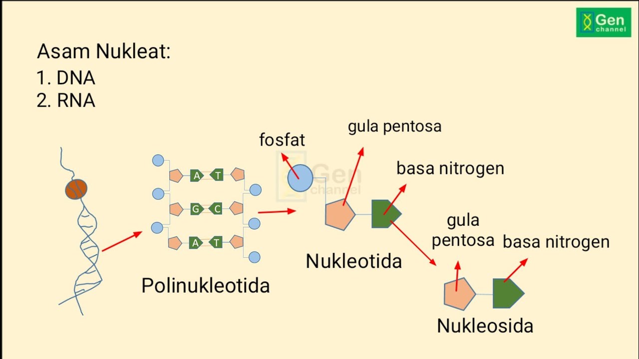 Substansi Genetika Perbedaan Dna Dengan Rna Youtube