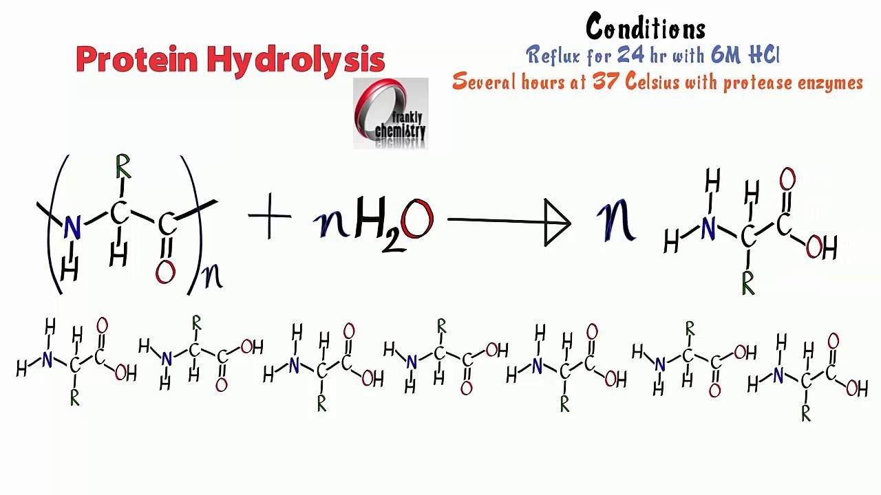 Hydrolysis Reaction Diagram