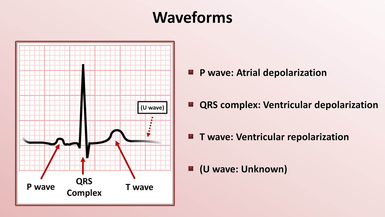 Ecg Diagram And Mean Intervals And Segments