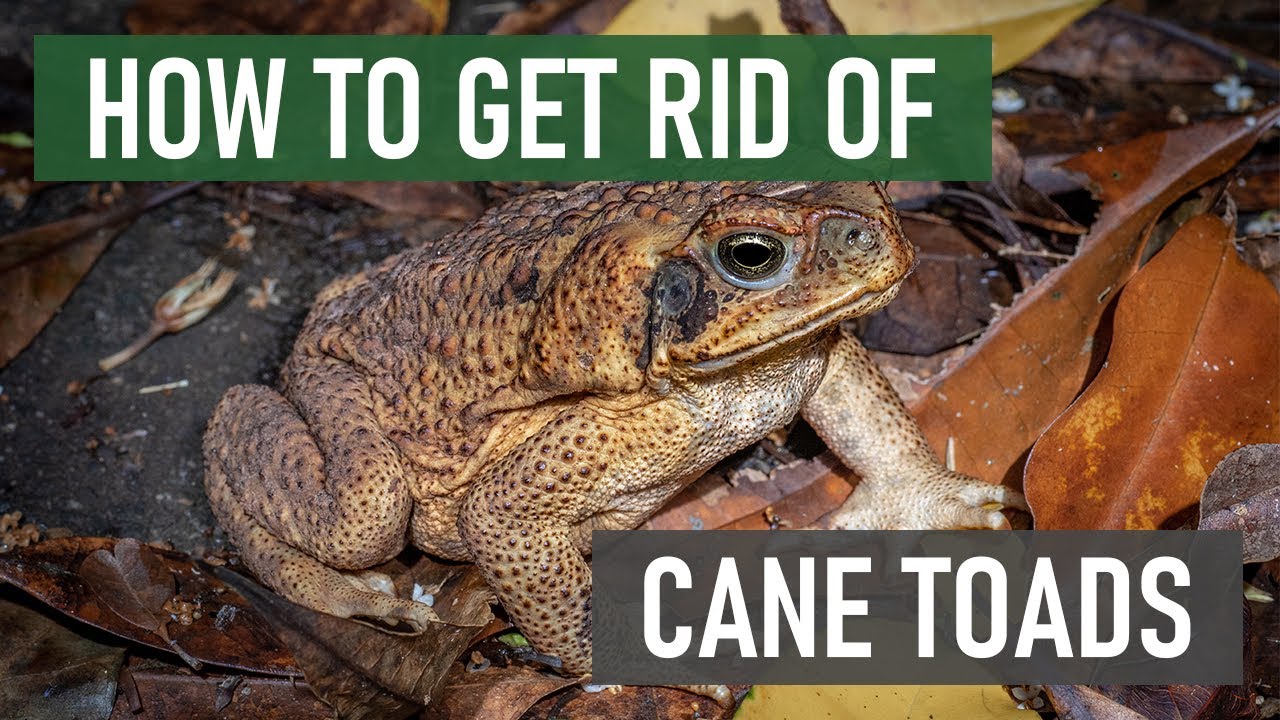 How To Eradicate Cane Toads - Bottlejoke9