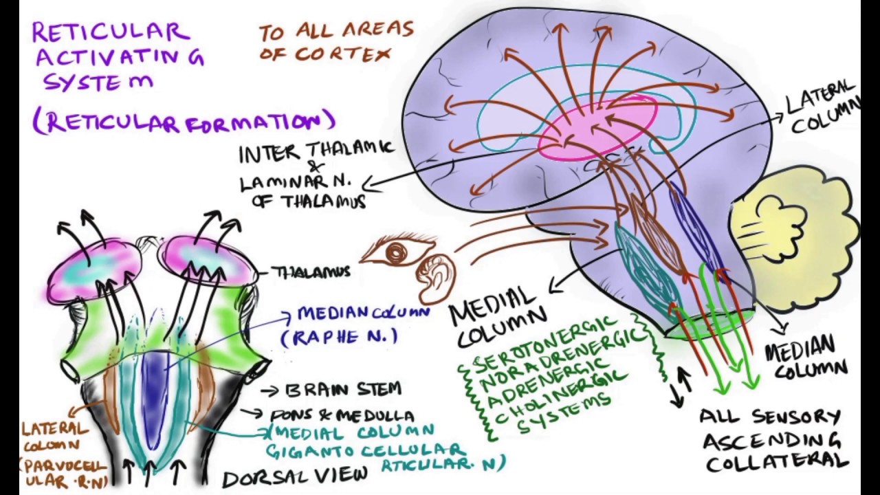 Reticular Activating System Diagram